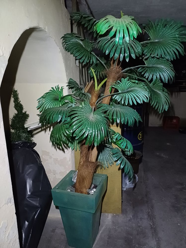 Lustre + palmier d�coratif 70 Boulogne-sur-Mer (62)