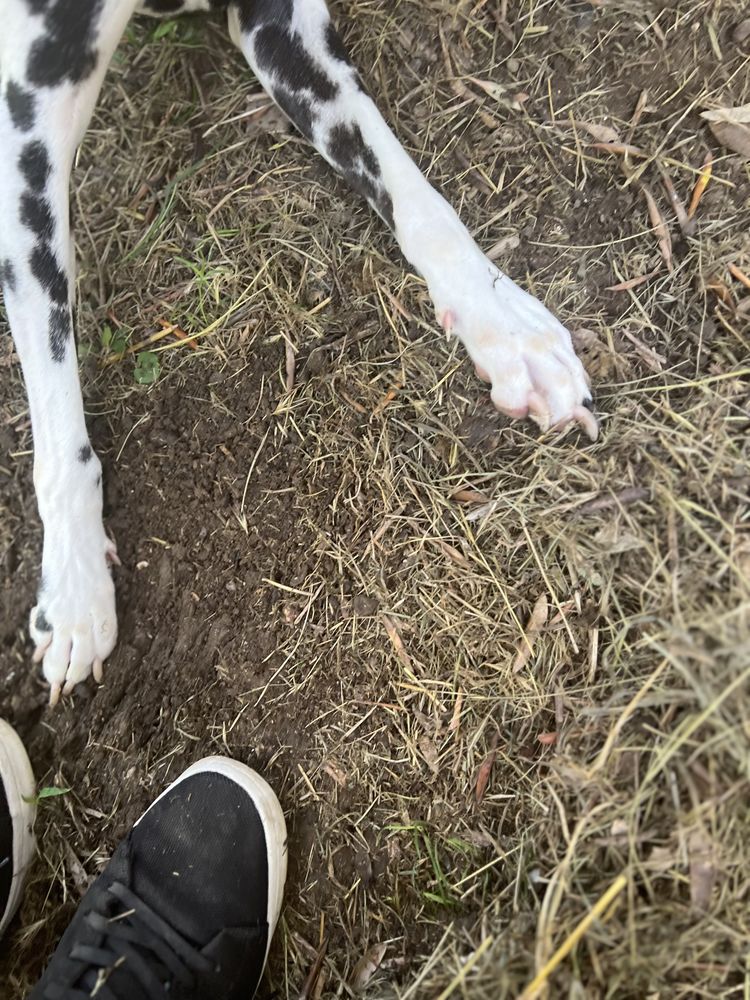 MacBook Pro 2018, 13 pouces. 250 Cagnes-sur-Mer (06)