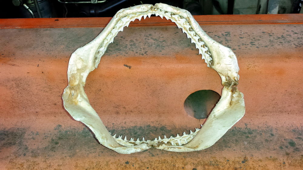 M�choire de collection Largeur 22 cm Hauteur 19 cm 0 Tours (37)