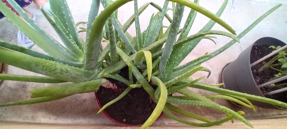 magnifique aloe v�ra de fuerteventura 35 Athis-Mons (91)