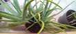 magnifique aloe véra de fuerteventura 35 Athis-Mons (91)