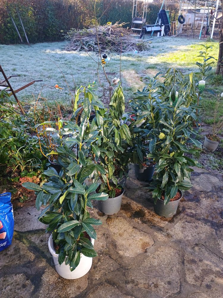 Magnifique lot de laurier cerisier 78 Chartainvilliers (28)