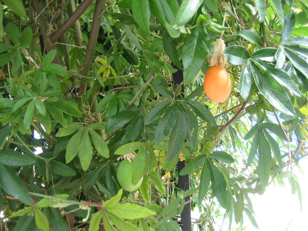 MAGNIFIQUE PASSIFLORE 6 Saint-Orens-de-Gameville (31)