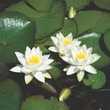 Magnifiques Nénuphars aux fleurs blanches  10 Manom (57)