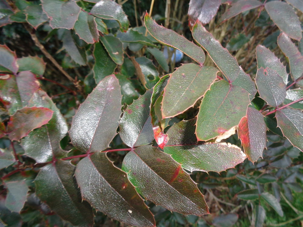 mahonia 3 Lanvallay (22)