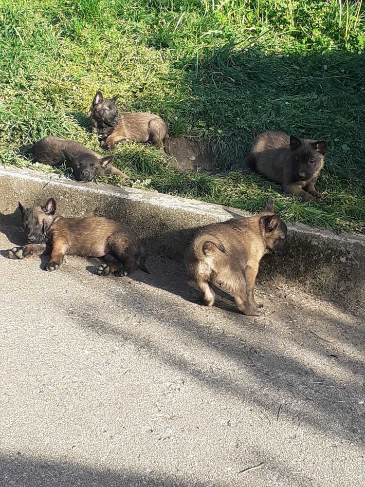 malinois 0 La Ricamarie (42)