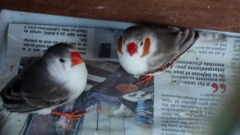 Mandarin 0 Montay (59)