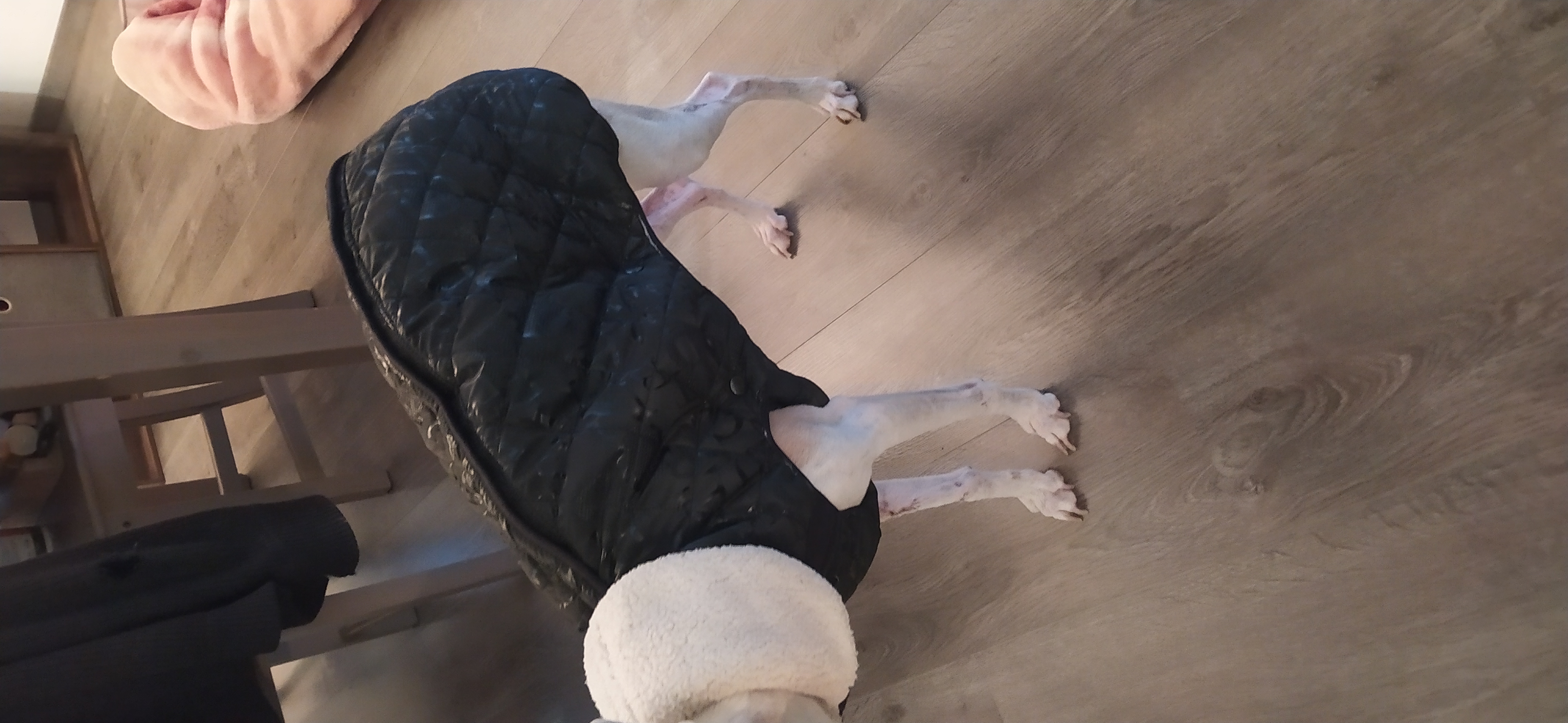 Manteau pour Chien Motif imprim� Noir 80 Meythet (74)