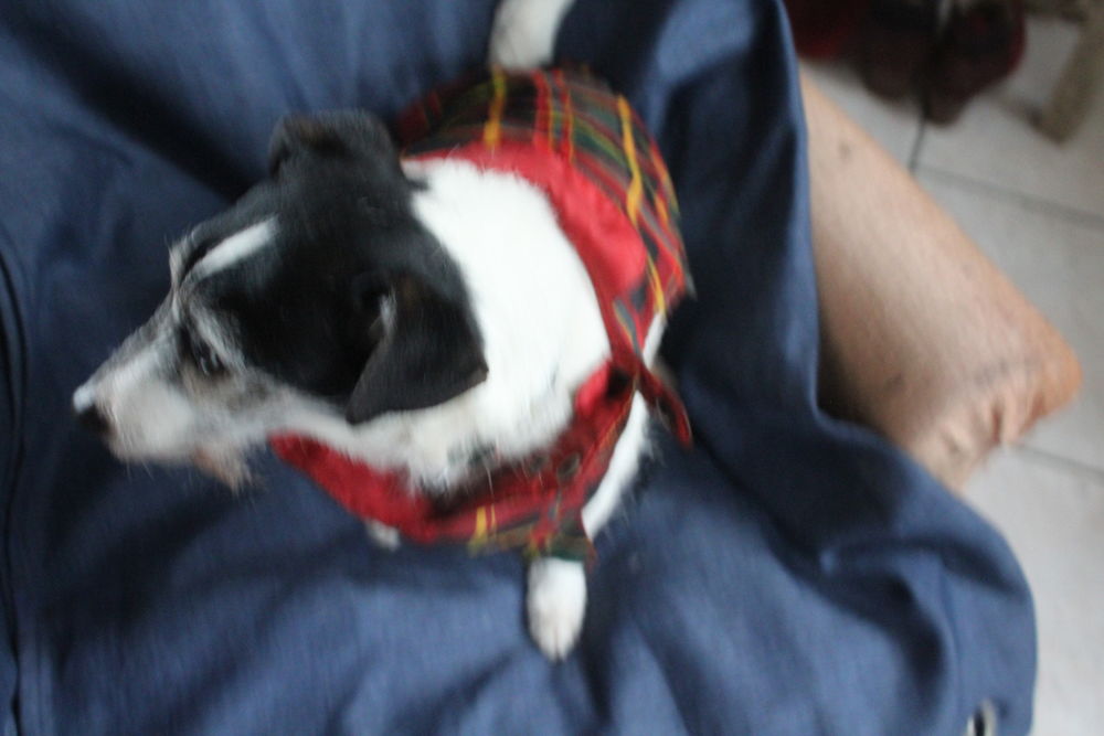 MANTEAU POUR PETIT CHIEN/ 5 Aix-en-Othe (10)