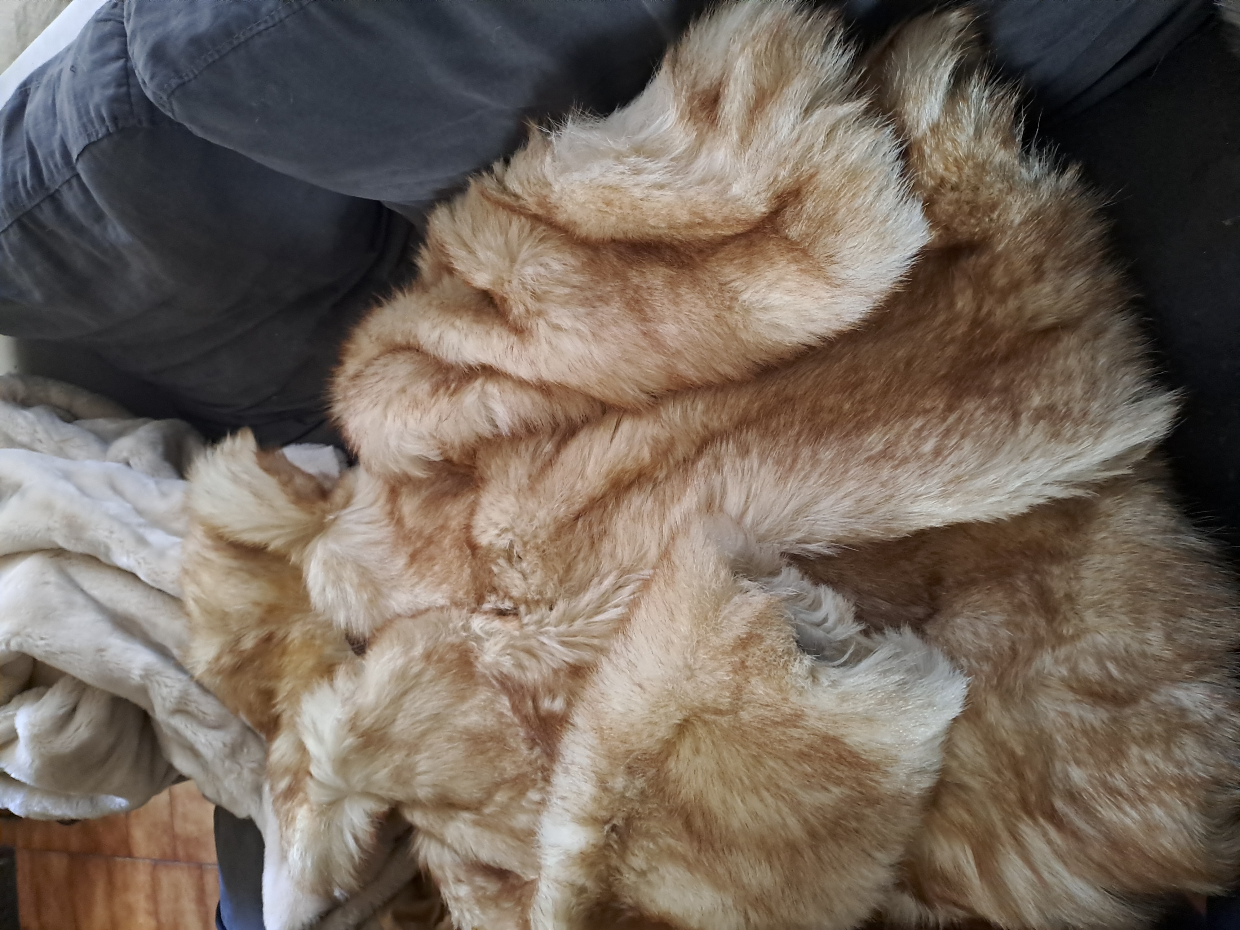 Manteaux femme fourrure 1000 Vervins (02)