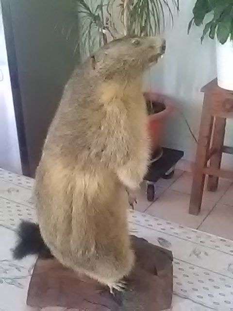 marmottes des hautes alpes empaill�es sur socle 150 Pertuis (84)