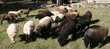 Marre de tondre optez pour la tonte écologique mouton ouessa 60 Prigueux (24)