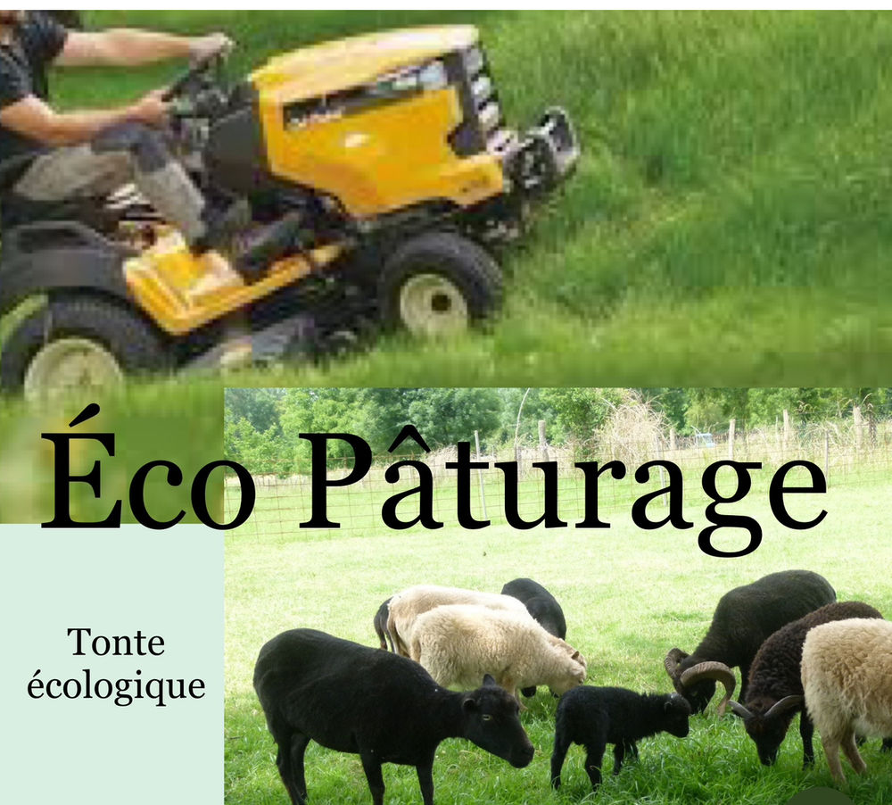 Marre de tondre �co p�turage ouessant 60 Bergerac (24)