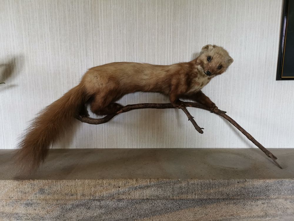 Marthe empaill�e 50 Seilhac (19)