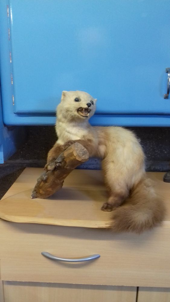 Martre naturalis�e 35 Bretteville-du-Grand-Caux (76)