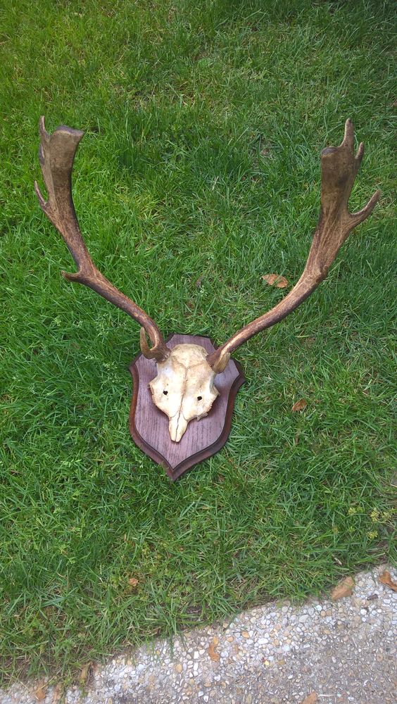 massacre de daim 100 Grandchamp (78)