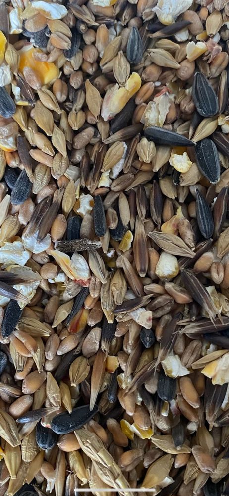 m�lange �   poules 0 Lageon (79)