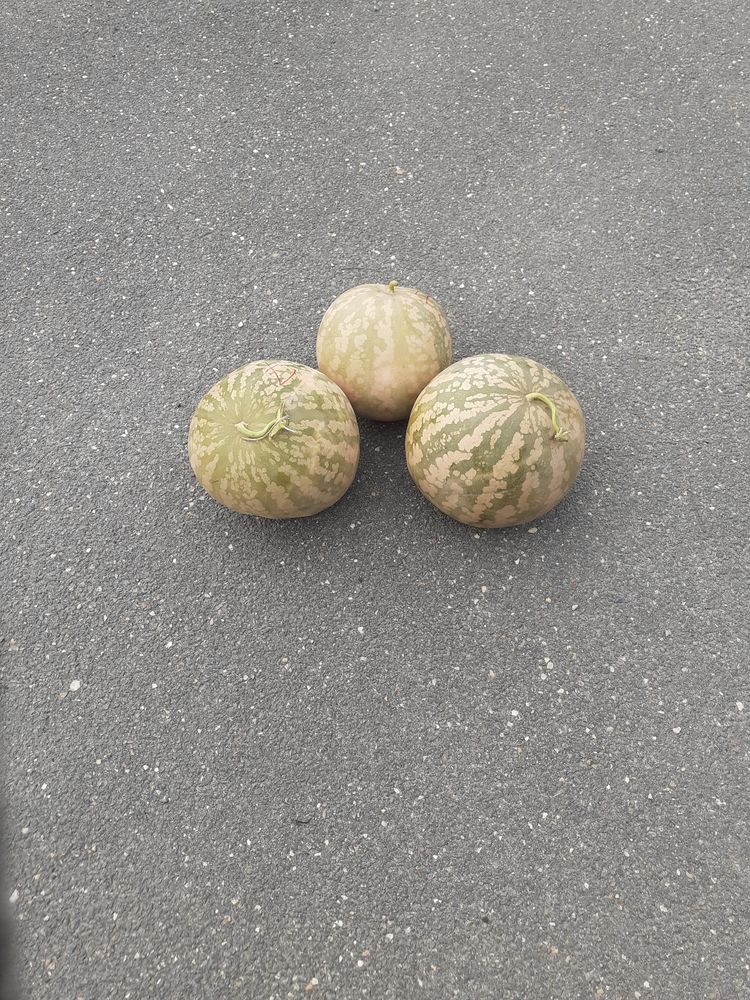 MELONS A CONFITURE *BUTTERNUTS
1.2 Portets (33)