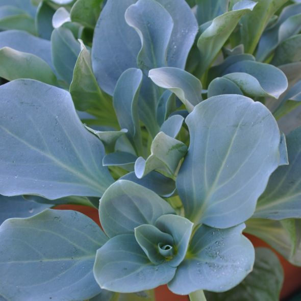 Mertensia : Go�t d'huitre 5 Saint-Yrieix-sur-Charente (16)