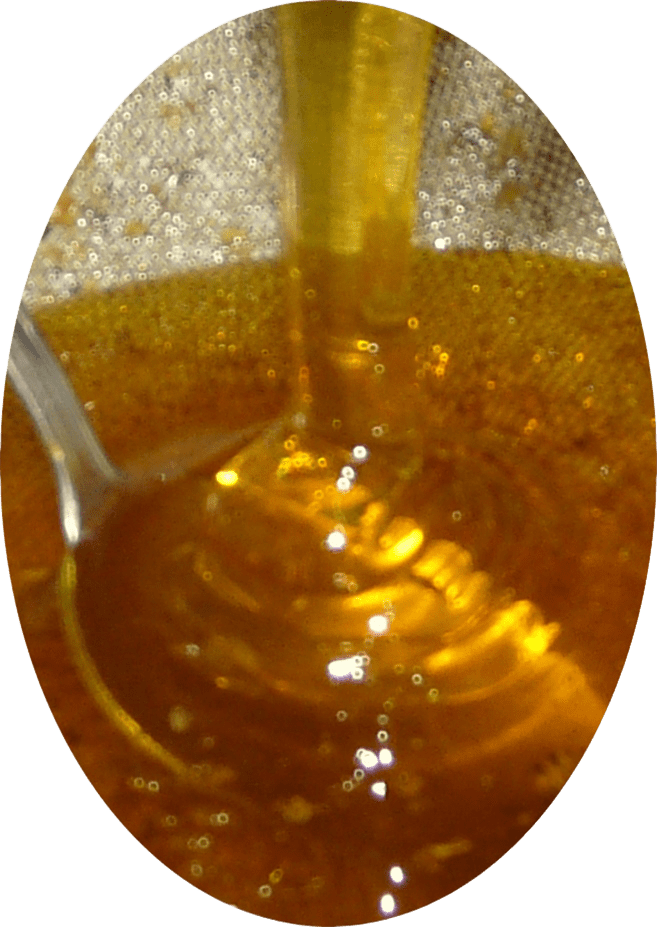 miel de fleurs 8 Caussade (82)