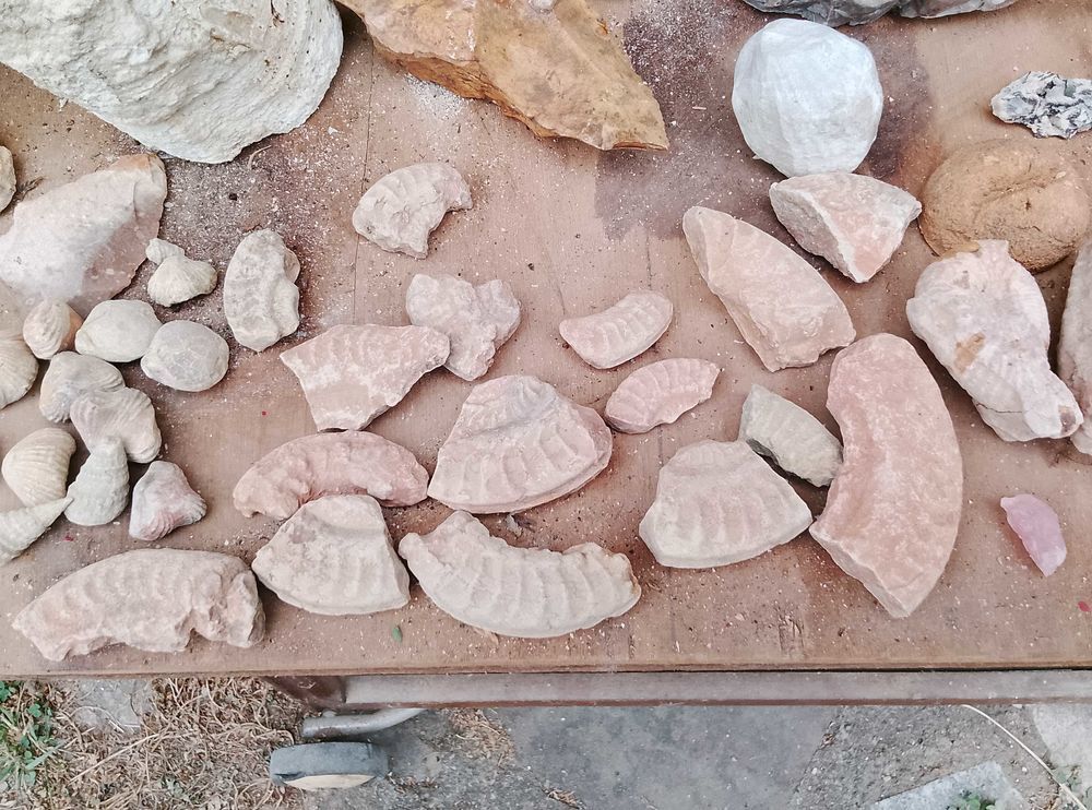 min�raux et fossiles collection 365 Port-de-Lanne (40)