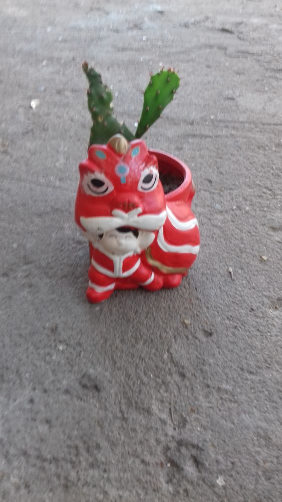 MINI POT de CACTUS FORME DRAGON 5 Boucau (64)