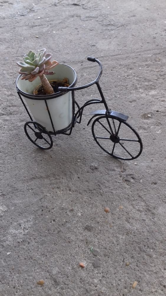 MINI TRICYCLE avec PLANTE pour DECO 10 Boucau (64)