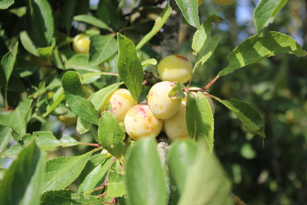 Mirabelles non trait�es 1 Bralleville (54)