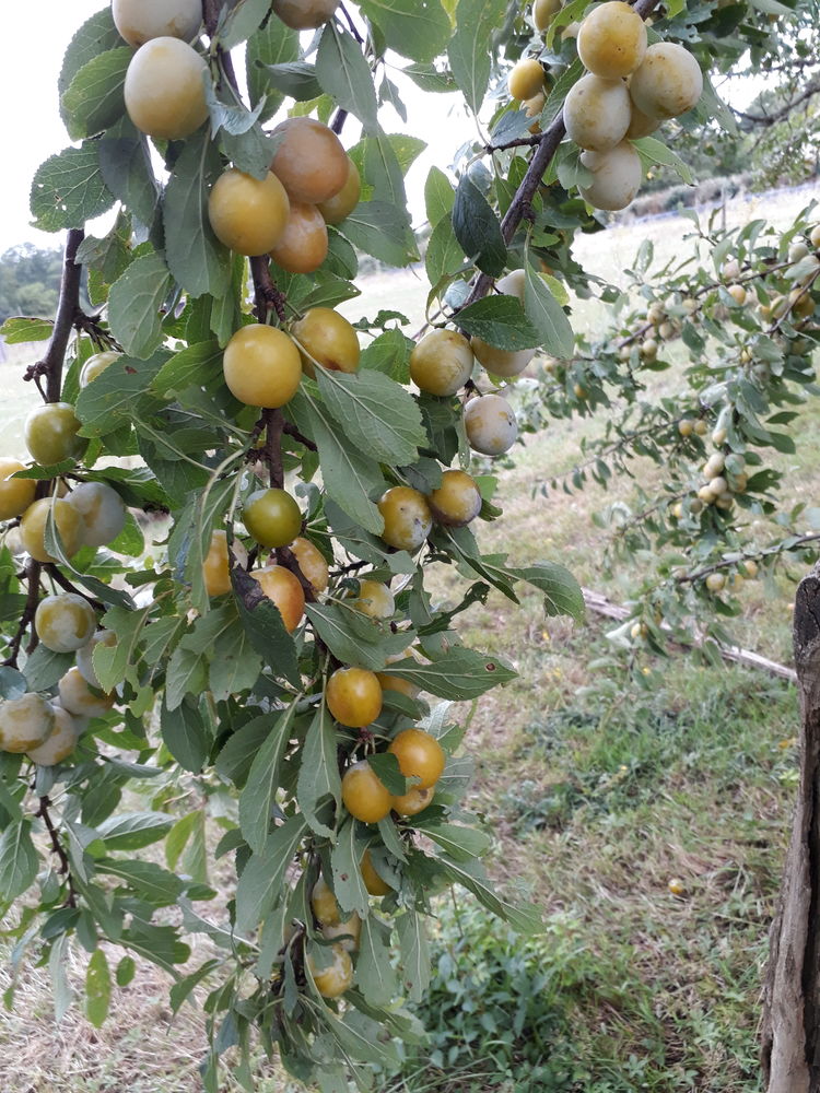MIRABELLES BIO 3 La Membrolle-sur-Choisille (37)