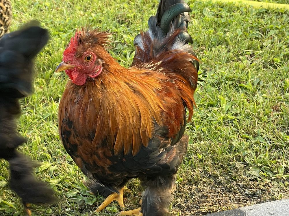 Coq  6 mois nain 15 Gif-sur-Yvette (91)