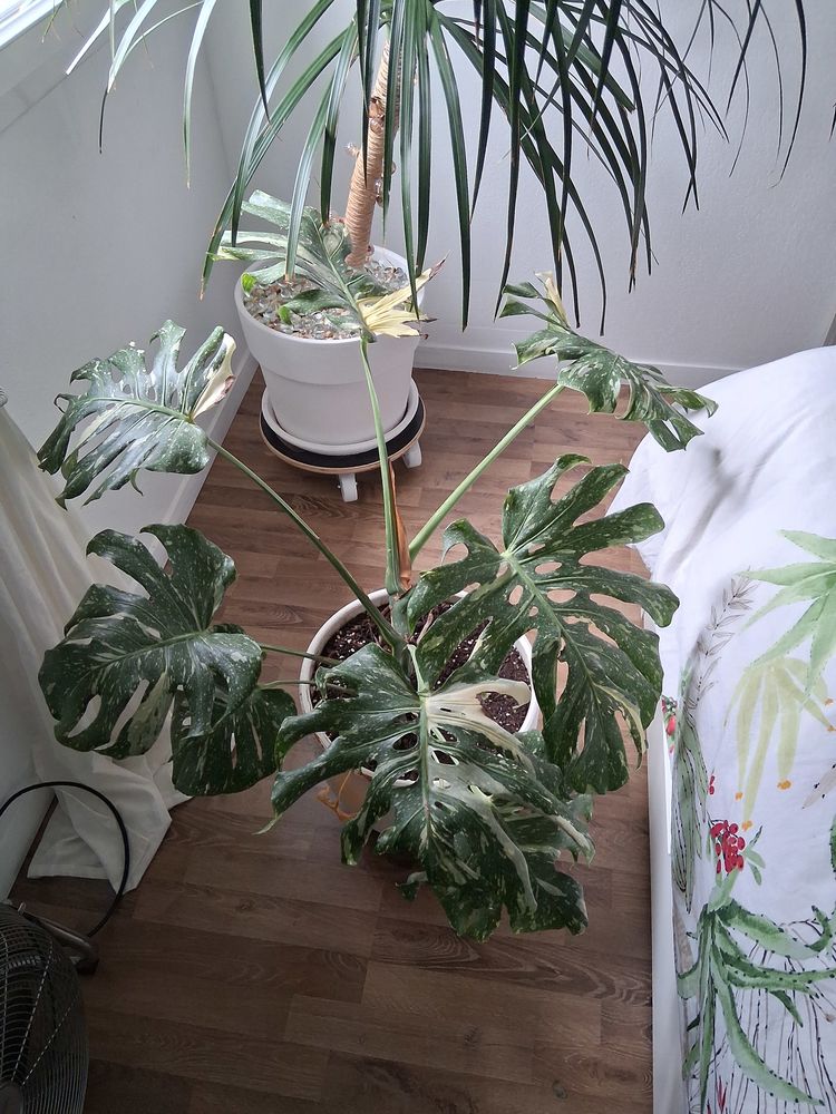 Montera tha� constellation 50 Plaisance-du-Touch (31)