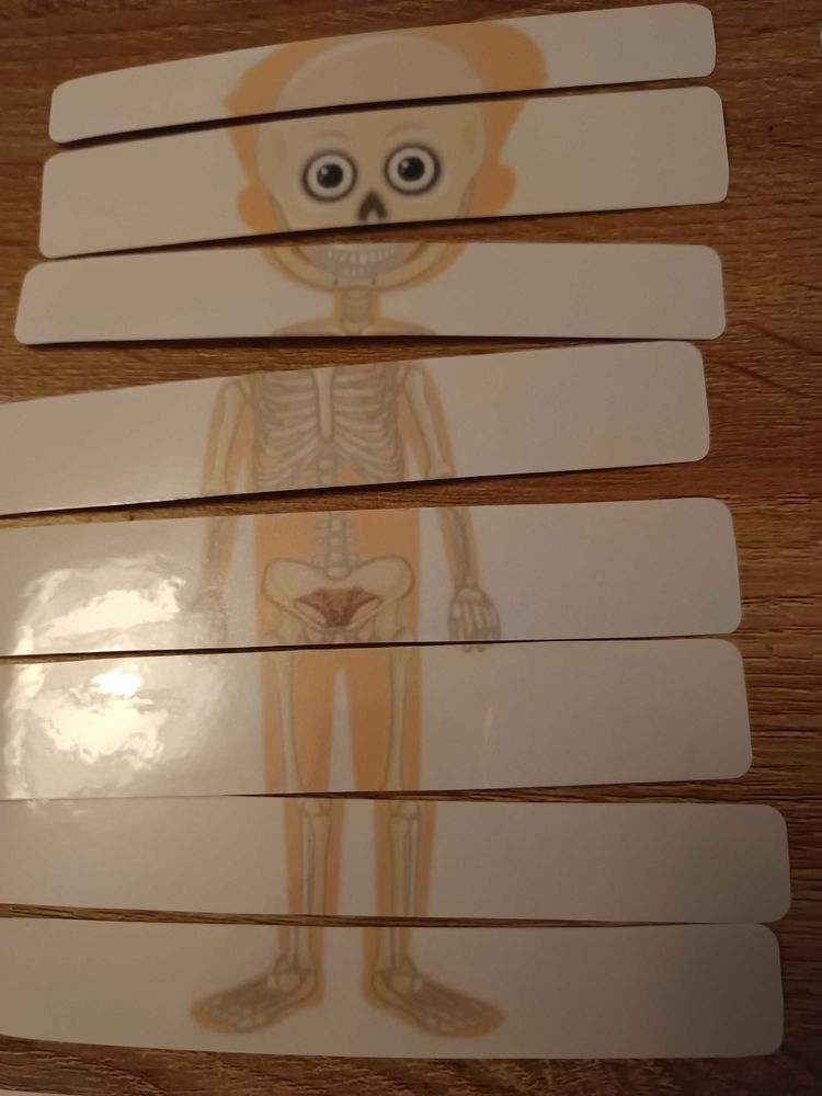 Montessori le corps humain 5 H�rouville-Saint-Clair (14)