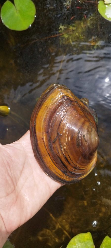 moule d'eau douce pour filtration aquarium ou bassin 4 Mori�res-l�s-Avignon (84)