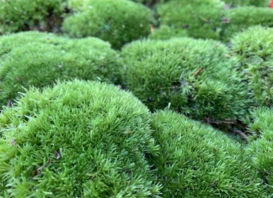 Mousse boules v�g�tales naturelle 
1 �pinal (88)