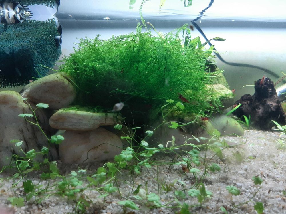 mousse de java (plante aquarium) 4 Redon (35)