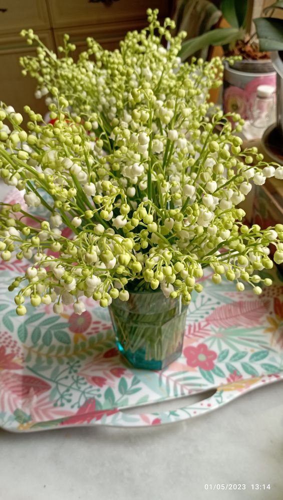 Muguet jardin 1 Troyes (10)