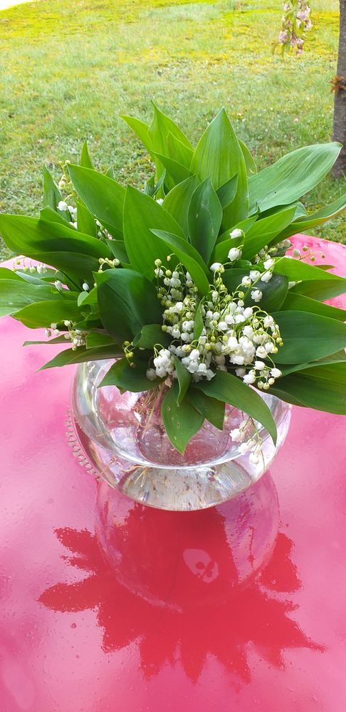 Muguet sauvage 0 Xonrupt-Longemer (88)