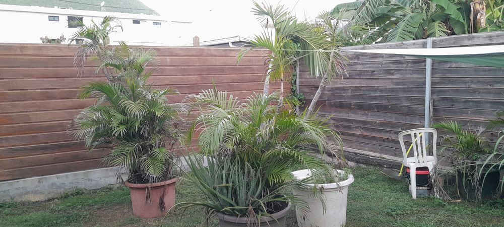 Multipliants palmier 100 Le Diamant (97)