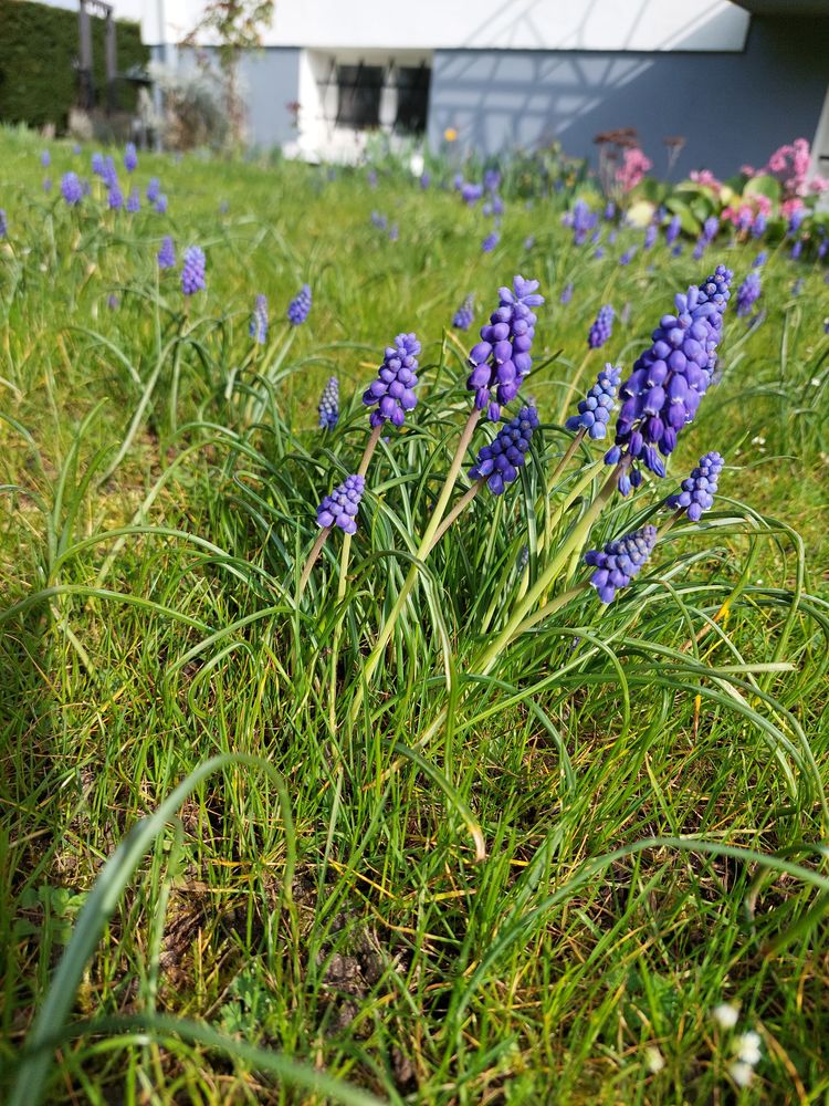 Muscaris 1 Soissons (02)