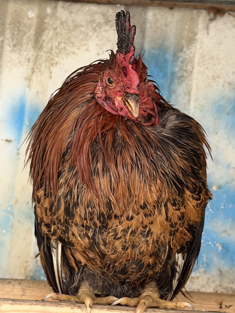 coq nain 0 Azereix (65)