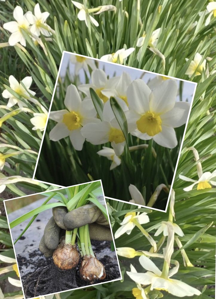 Lot les narcisses couleur blanche 5 Lisieux (14)