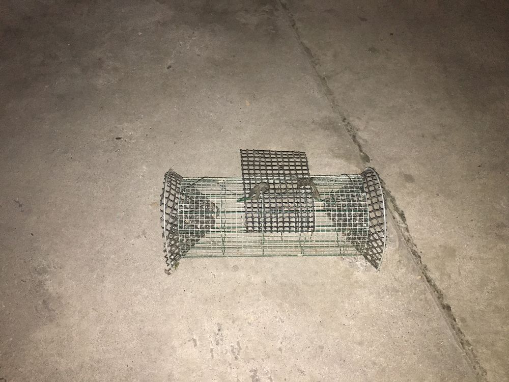 Nasses � poissons 30 Dole (39)