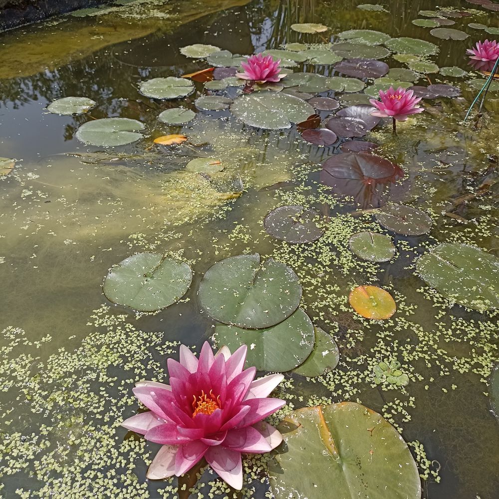 N�nuphar rose pour bassin 10 Sainte-Jamme-sur-Sarthe (72)