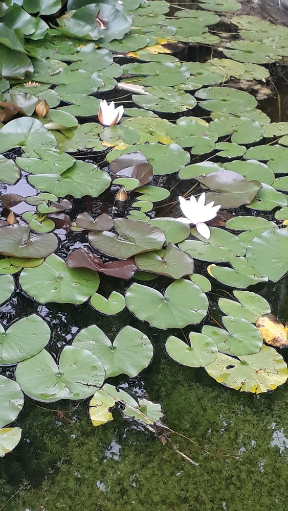 N�nuphar 6 Castelsagrat (82)