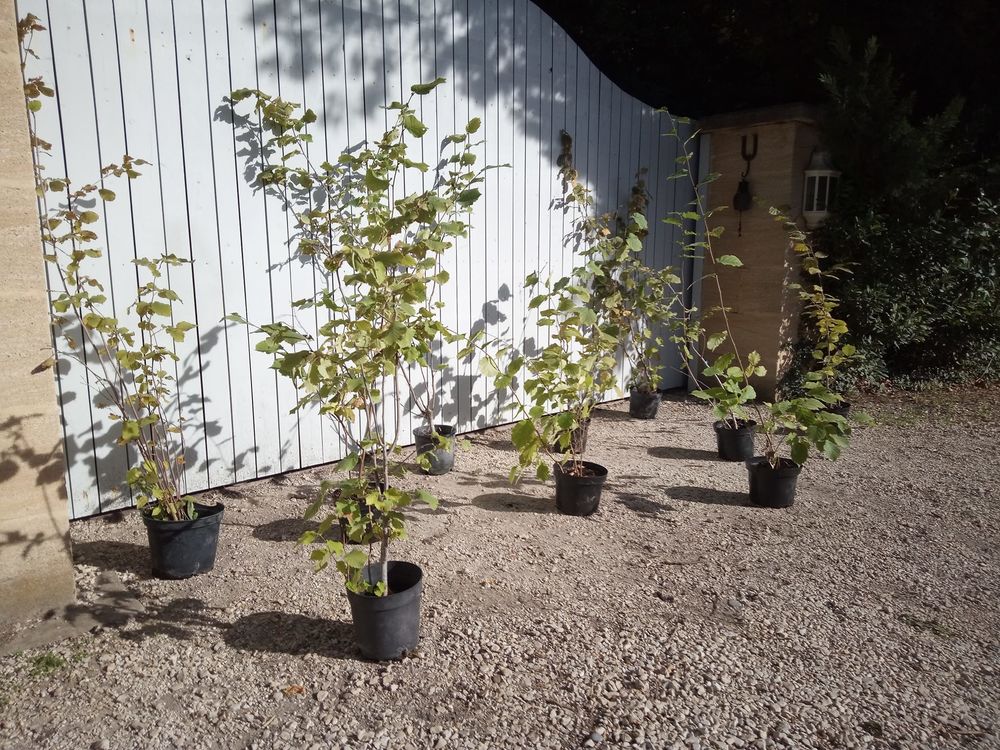 Noisetier � gros fruits en container 5 litres. ??????
18 Ch�teaurenard (13)