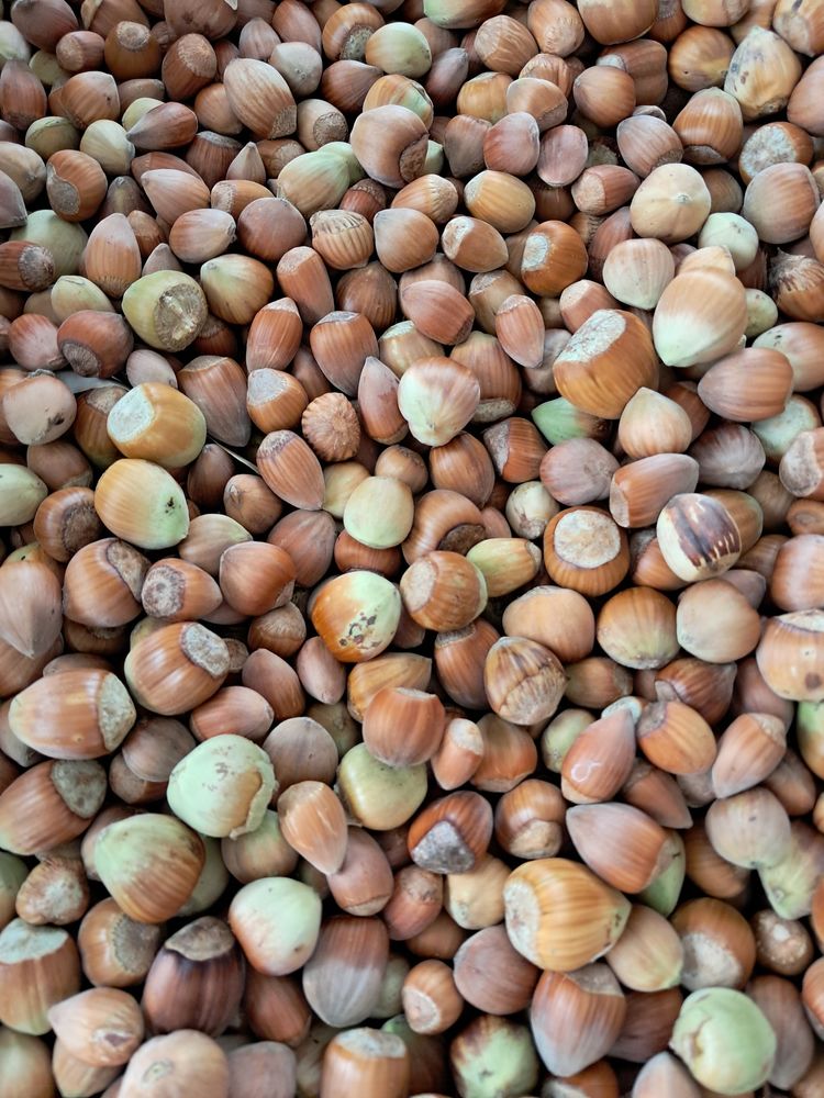 2,8OO kgs de noisette gros format fraiche 12 Nogent-le-Rotrou (28)