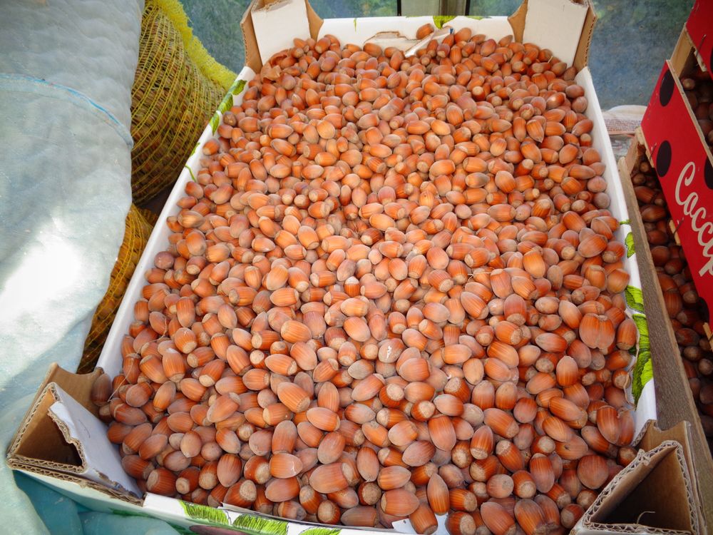 Noisettes 4 Montbrehain (02)