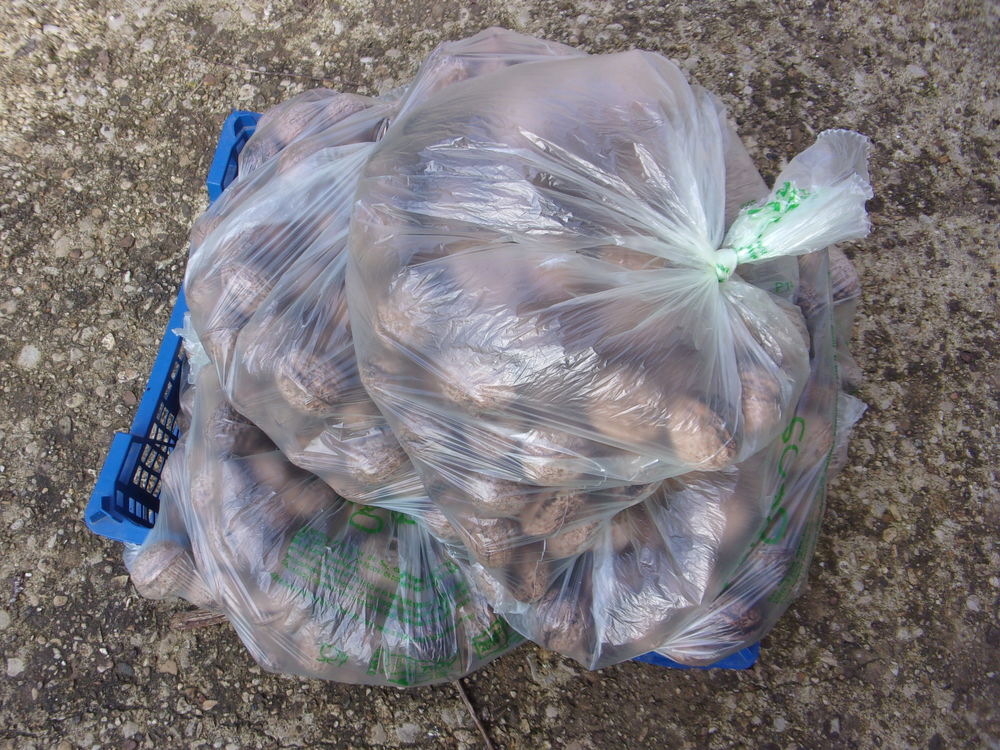 Noix 2022 3 Cousance (39)