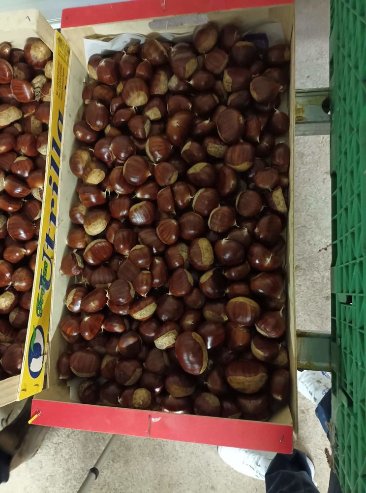 Noix et chataignes 0 Neufmaisons (54)