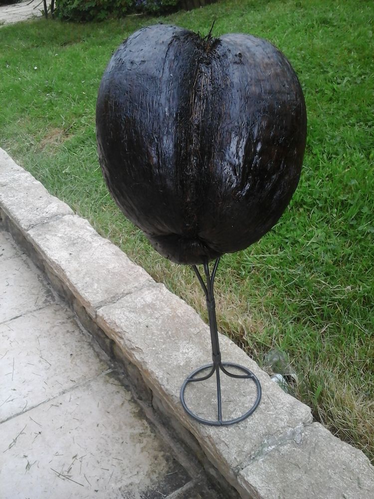 NOIX DE COCO FORME EROTIQUE 60 �queurdreville-Hainneville (50)